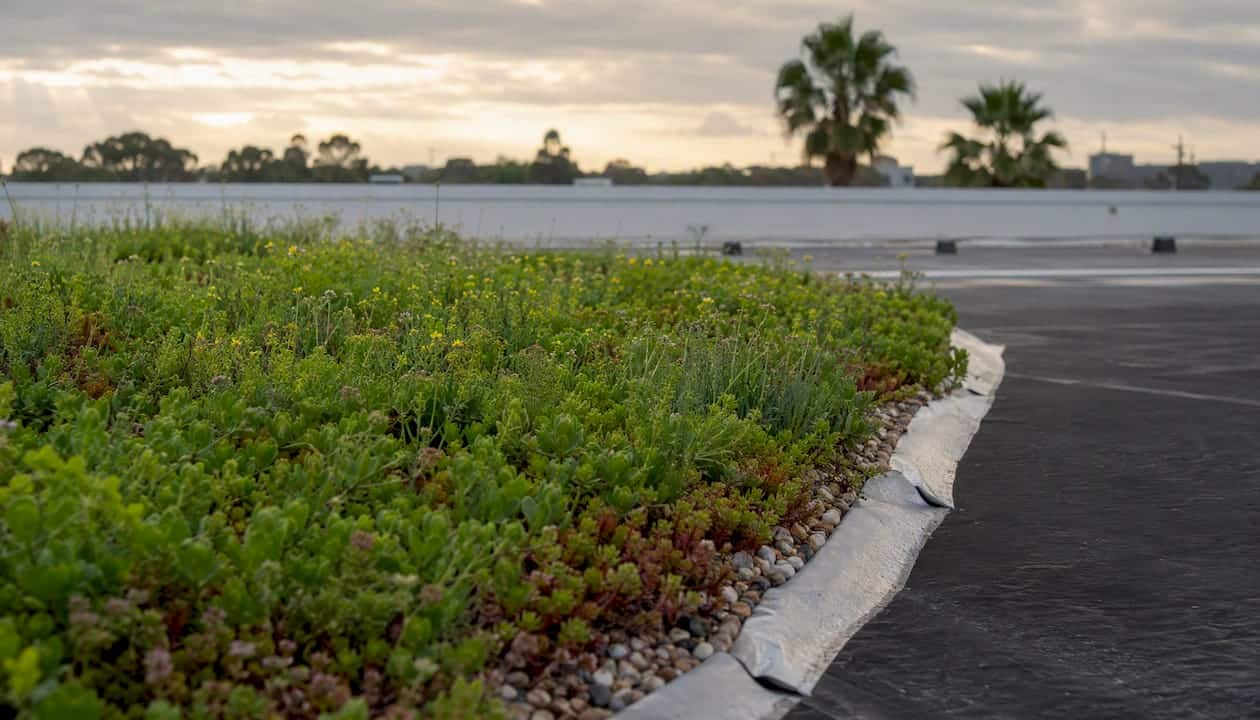 Green roof vegetation and underlying membrane layers